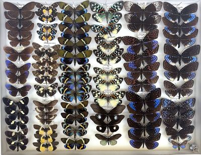 many different types of butterflies displayed in a display case