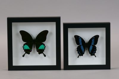 two framed butterflies in a shadow box on a white background