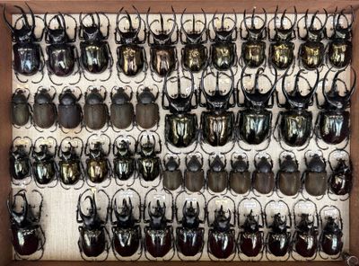 a lot of beetles that are hanging on the wall