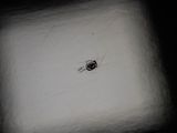 a bug that is sitting in the corner of a room