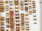 de nombreux types de papillons différents présentés dans une vitrine
