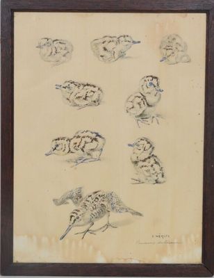 une photo d'un tableau représentant des oiseaux, dans un cadre
