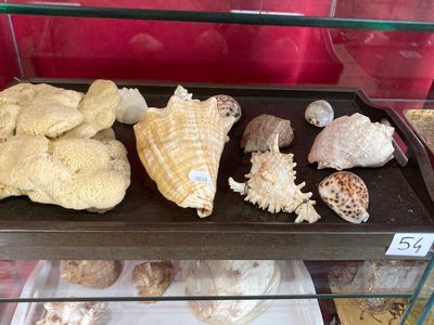 de nombreux coquillages exposés dans une vitrine