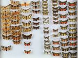 de nombreux papillons exposés dans un cadre