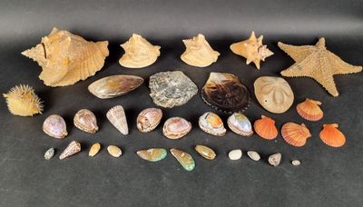 divers coquillages, coquilles et étoiles de mer sur un fond noir