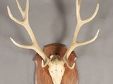 une image représentant une tête de cerf empaillée accrochée au mur, avec ses bois