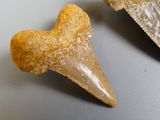 two fossil teeth on a table next to a knife