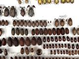 a lot of bugs that are on display in a glass case