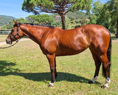 un cheval brun qui se tient debout dans l'herbe