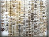 an image of a display case filled with lots of different types of moths
