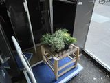 a plant that is sitting on a chair in front of a door