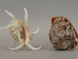 three seashells that are sitting on a table