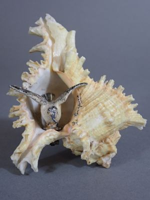 an image of a sea shell with a bird in it