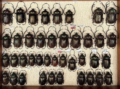 a lot of beetles that are on display in a box