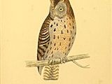 a drawing of an owl sitting on a tree branch