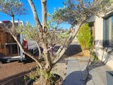 un arbre en pot sur la terrasse, à côté d'une table