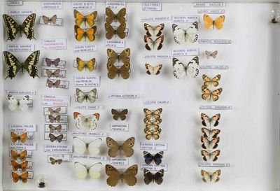 de nombreux types de papillons exposés dans une vitrine