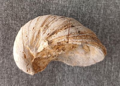 Fossile d’huitre Gryphaea du crétacé (145 à 65 millions d’an…