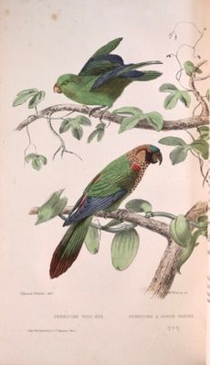 deux perroquets perchés sur une branche d'arbre