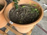 two large clay pots with plants in them on a pallet
