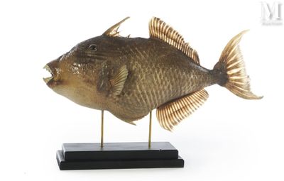 statue of a fish on a black stand on a white background