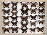 de nombreux papillons exposés dans une vitrine