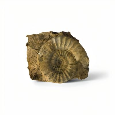 Petite ammonite dans sa gangue.