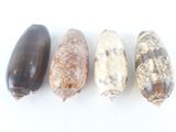 quatre types différents de coquillages alignés sur une surface blanche