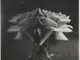 black and white photograph of a single rose in a vase