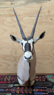 une antilope assise sur un tapis posé à même le sol