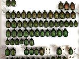 many green bugs that are on display in a glass case