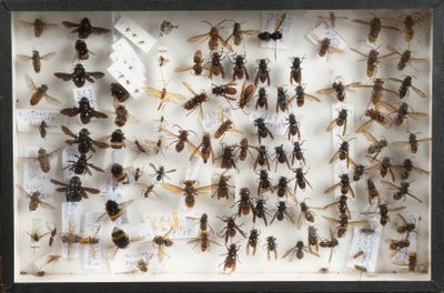 de nombreux insectes exposés dans une vitrine-cadre