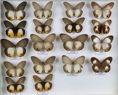 de nombreux types de papillons différents présentés dans une vitrine