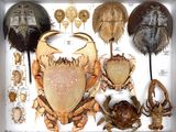 many different kinds of horseshoefishs in a display case