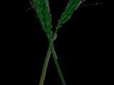 two stalks of grass on a black background