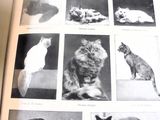 un livre avec des images de chats et de chatons dessus
