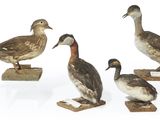 quatre canards sont posés sur des blocs de bois, sur une surface blanche
