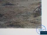 a picture of a bird that is standing in the dirt