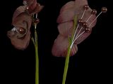 two pink flowers with green stems on a black background