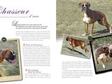 pictures of a boxer dog running in the grass