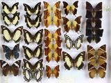 de nombreux types de papillons exposés dans une vitrine
