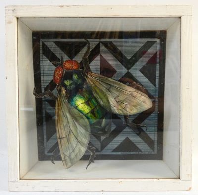a picture of a green fly in a white frame