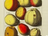 an image of a drawing of apples and oranges