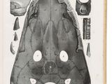 un vieux dessin en noir et blanc représentant la gueule et les dents d'un requin