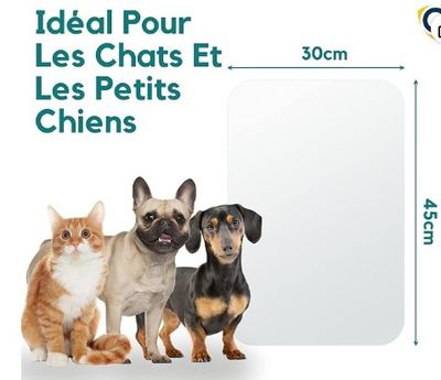 trois chiens et un chat assis les uns à côté des autres