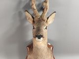 tête de cerf empaillée, fixée sur une plaque en bois accrochée au mur