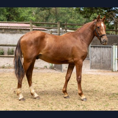un cheval brun se tenant dans un enclos clôturé