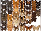 many different types of butterflies displayed in a white box