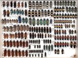 a lot of bugs that are hanging on the wall