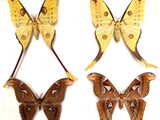 three moths are displayed in a display case on a white surface